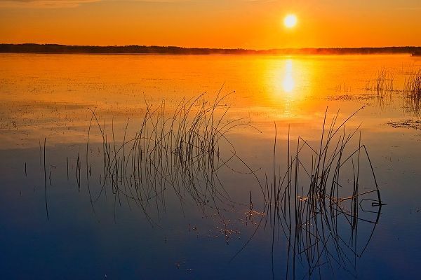 Canada-Saskatchewan-Saskatoon Island Provincial Park Reeds reflect on Saskatoon Lake at sunrise